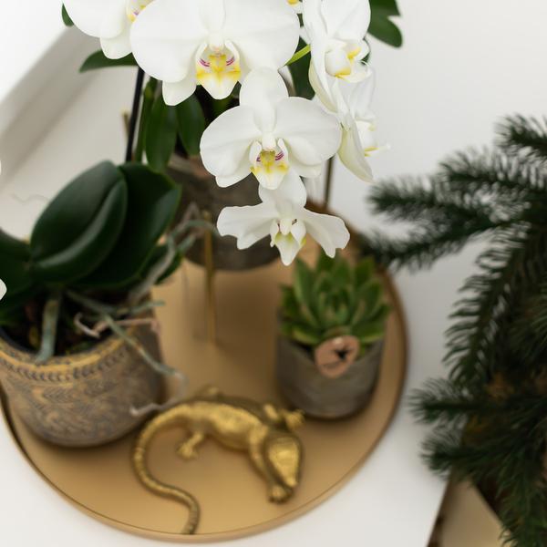 Maison Colibri | Ornement - Décoration dorée Lézard