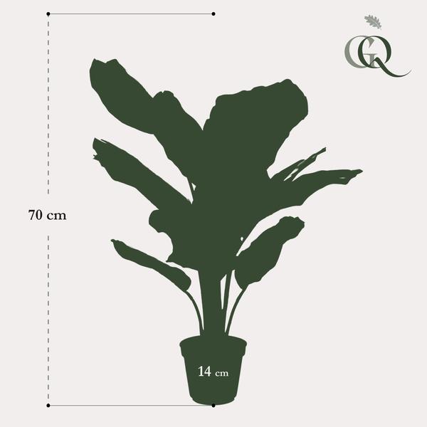 Plante artificielle - Calathea Orbifolia - Plante d'ombrage - 60 cm