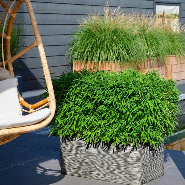 1 x Fargesia larmes de lune 'Boobux XL - Ø 29 cm - ↨ 70 cm