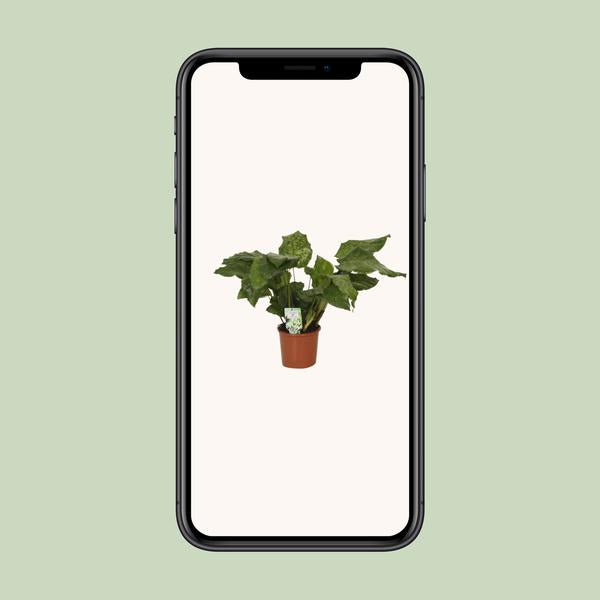 Calathea Network - Pauwenplant - Ø14cm - ↕30cm