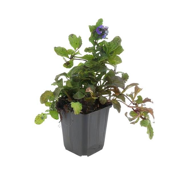 Ajuga reptans - ↕10-25cm - Ø9cm - 6x