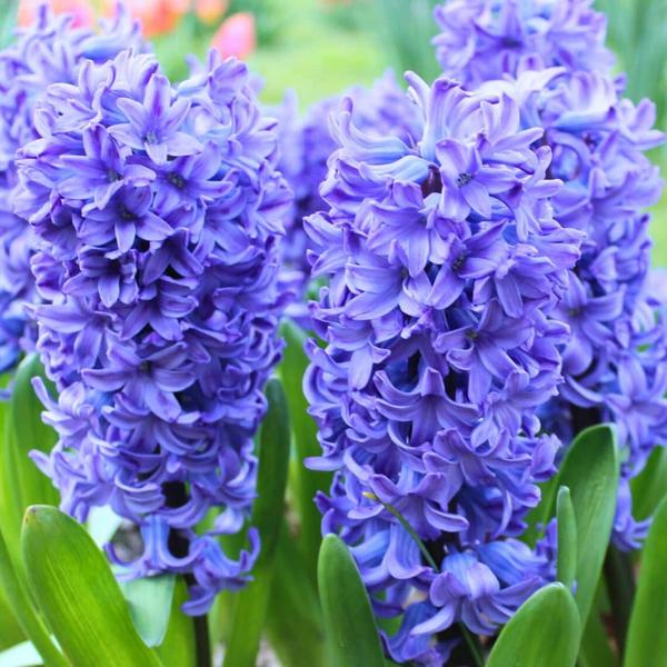 Flowerbulbs Amsterdam - Hyacinth Show Off - 30 bulbes à fleurs pour 1 m2 de splendeur florale - Taille 14/15