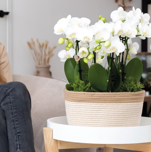 Maison Colibri | Plat panier en coton blanc - Plat en coton tressé avec détail blanc - taille du pot Ø30cm