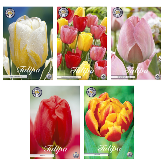 Tulipa - Mélange de bulbes à fleurs (1) - 5 variétés - 47 bulbes