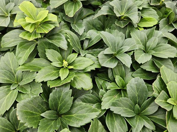 Pachysandra terminalis - ↕10-25cm - Ø9cm - 60x