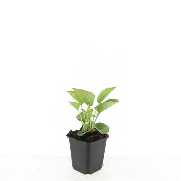 Echinacea p. 'Magnus' - ↕10-25cm - Ø9cm - 60x