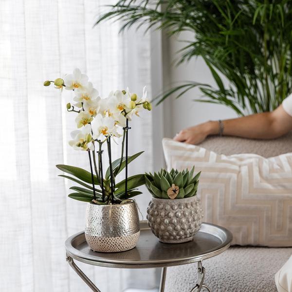 Orchidées colibris | Orchidée Phalaenopsis blanche - Amabilis + Elite pot argent - taille du pot Ø9cm - 35cm haut | plante d'intérieur à fleurs - fraîchement sortie du producteur