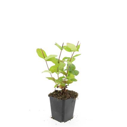 Hypericum inodorum 'Beauty' - ↕10-25cm - Ø9cm - 60x