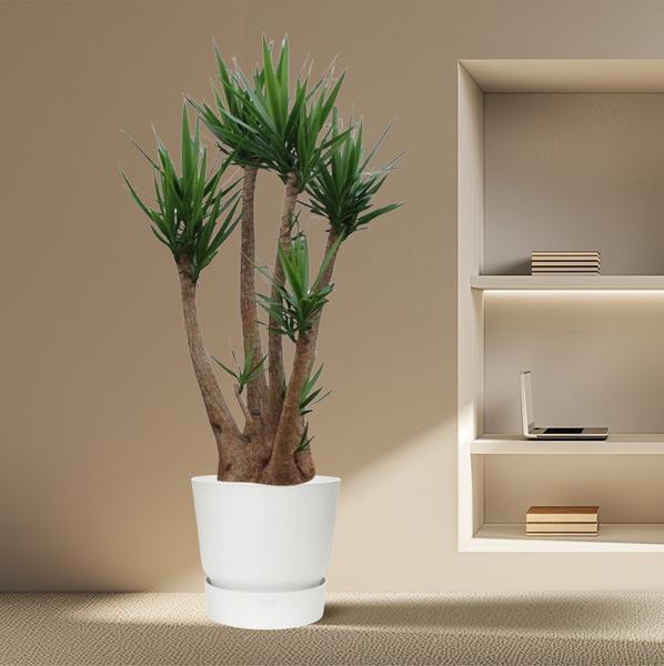 Yucca Elephantipes ramifié - 230 cm - ø60