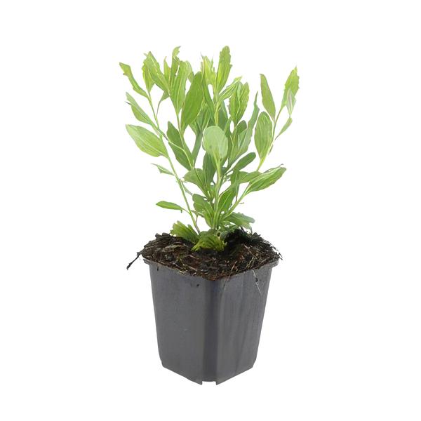 Aster ageratoides 'Ashvi' - ↕10-25cm - Ø9cm - 6x
