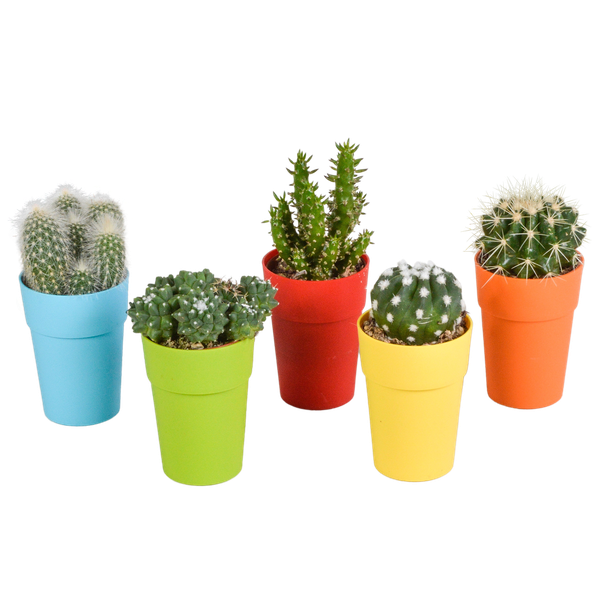 Cactus mix 5.5 cm - 5x - in gekleurde plasticpot
