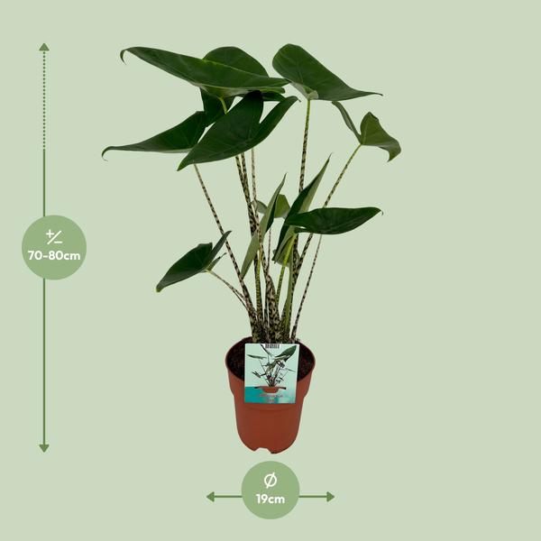 Alocasia Zebrina - Oreille d'éléphant - Ø19cm - ↕75cm