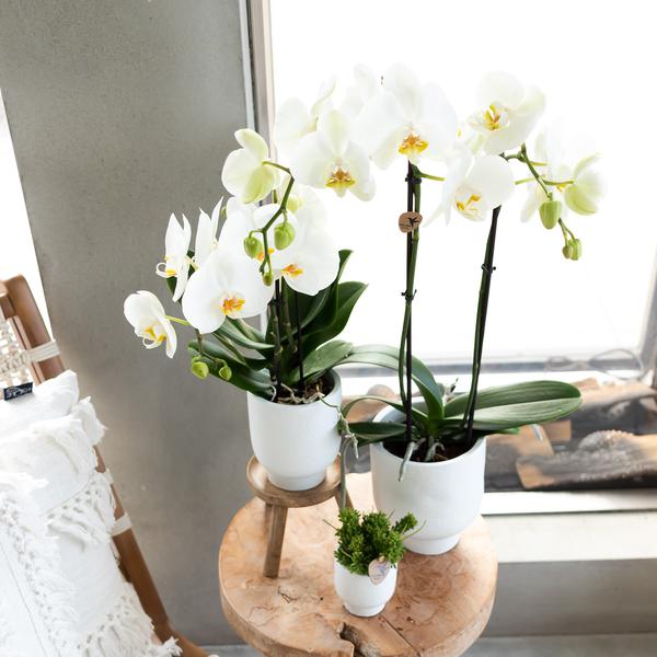 Maison Colibri | Support à plantes - Réhausse à plantes en bois Ø12cm