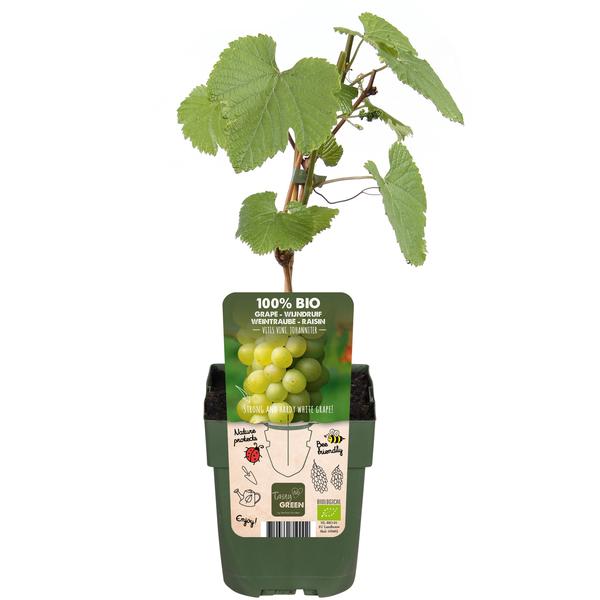 Vitis vinifera 'Johanniter' - Raisin Blanc - Ø13cm - ↕45cm