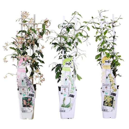 3x - Mélange Trachelospermum - ↨65cm - Ø15