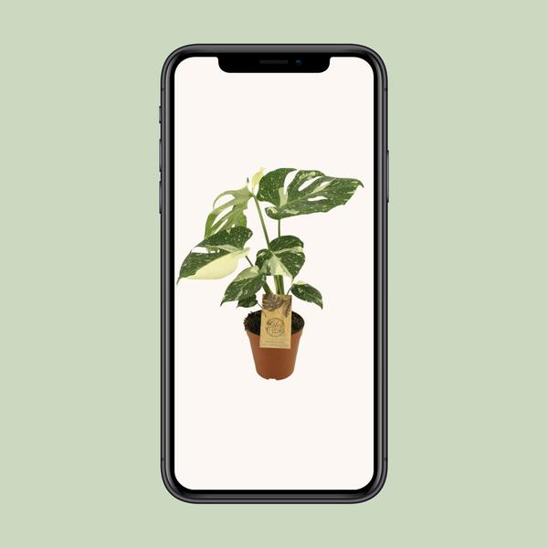 Constellation Monstera Thaï - Ø15cm - ↕50cm