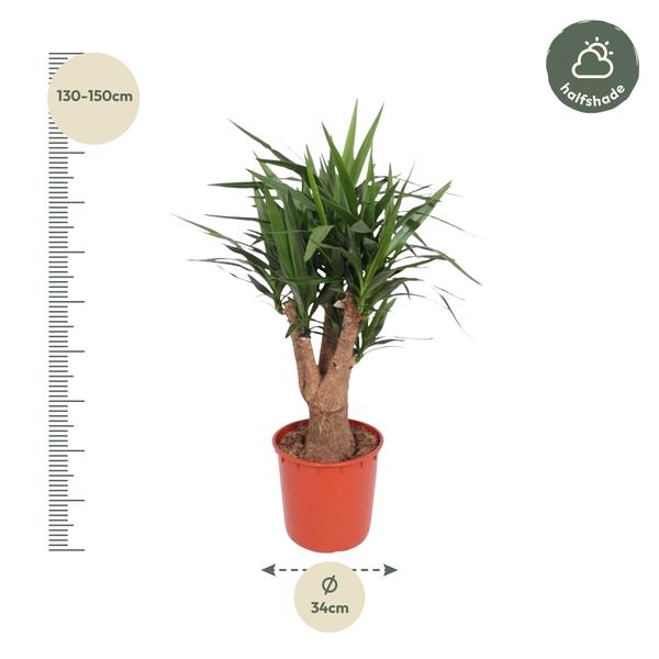 Yucca Elephantipes ramifié - 140 cm - ø34