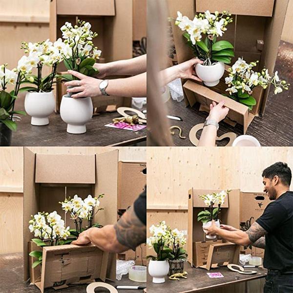 Orchidées colibris | Orchidée Phalaenopsis blanche – Amabilis + Pot décoratif diamant doré – taille du pot Ø9cm – 40cm haut | plante d'intérieur fleurie en pot de fleurs - fraîche du producteur
