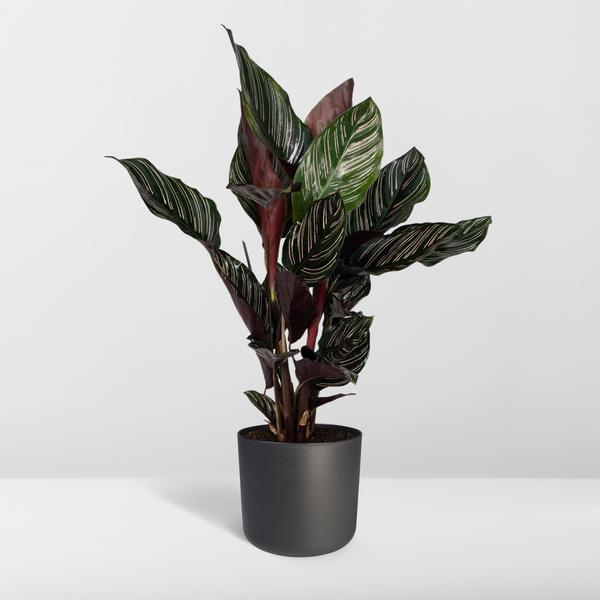 Calathea Ornata - Ø14cm - ↕50cm