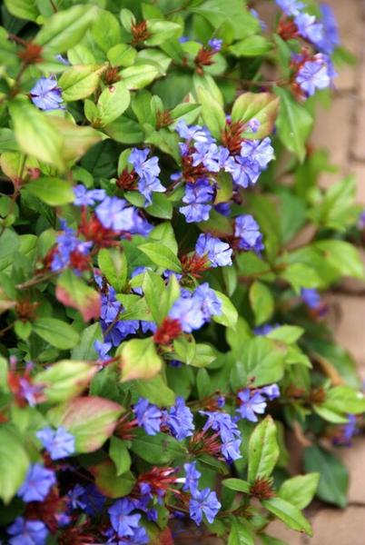 Ceratostigma plumbaginoides - ↕10-25cm - Ø9cm - 60x