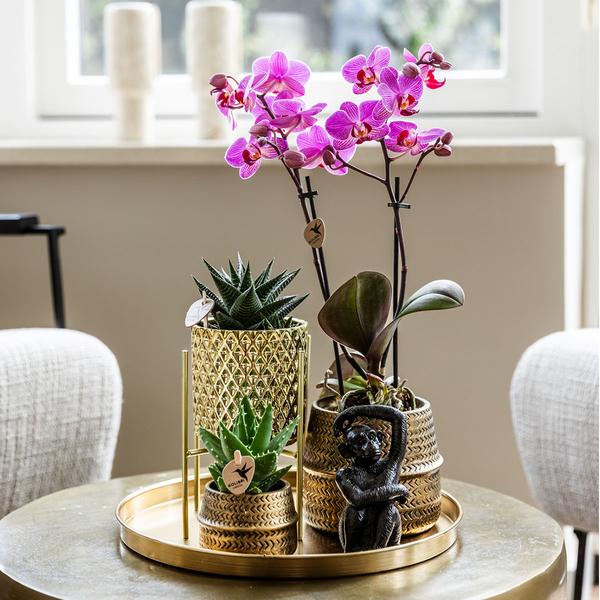 Compagnie des Colibris | Coffret Hôtel Chic | Ensemble de plantes avec orchidées Phalaenopsis violettes et plantes succulentes, avec pots décoratifs en céramique.
