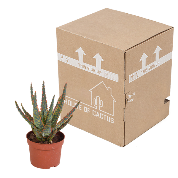 Aloe zebrina Dannyz 10,5cm - sans pot