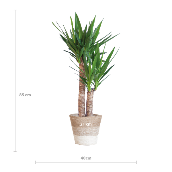 Yucca Elephantipes avec Panier Lisbonne blanc - 90cm - Ø21