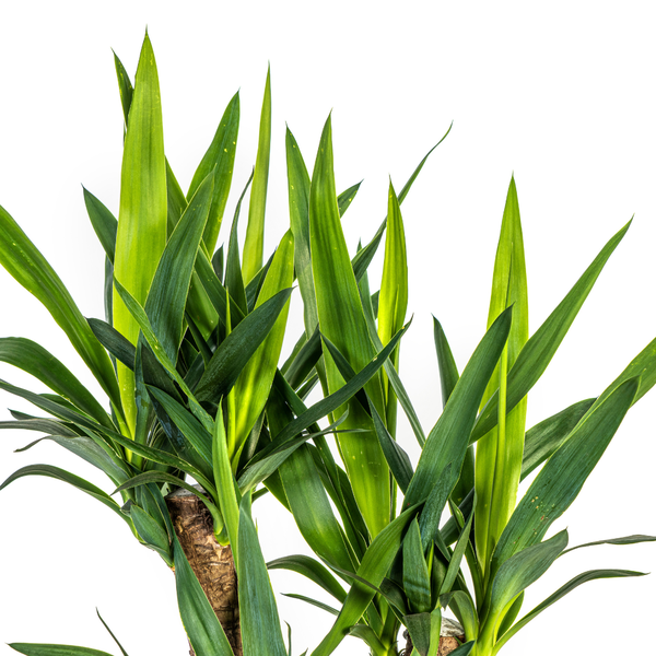 Yucca Éléphantipes Ø21cm - ↕65cm