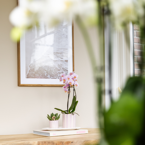 Kolibri Home | Painted stripe - Pink - Ø6cm