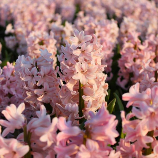Bulbes à fleurs Amsterdam - Rose de Chine - 10 bulbes à fleurs - Taille 14/15