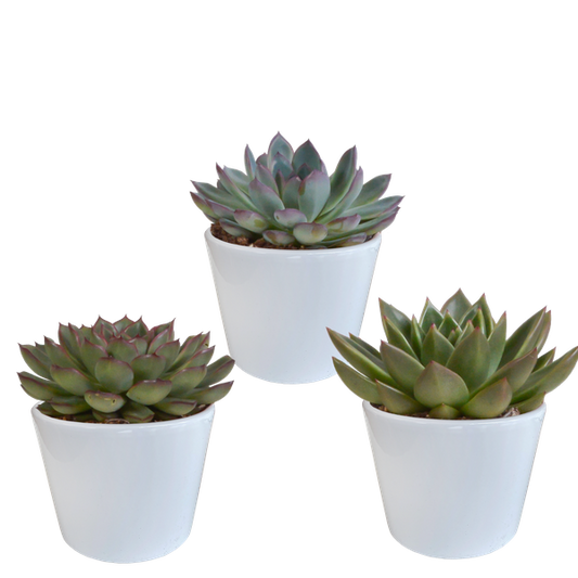 Echeveria mix 10.5 cm - 3x - in witte pot
