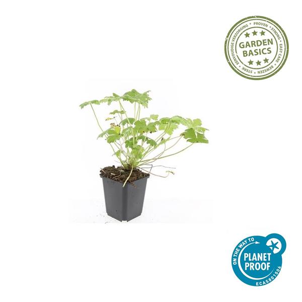 Geranium 'Tiny Monster' - ↕10-25cm - Ø9cm - 12x