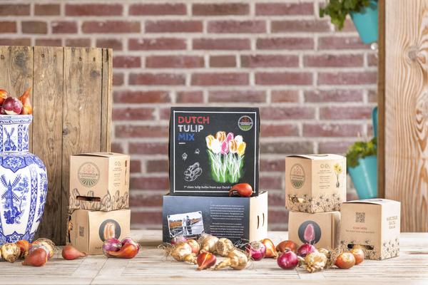 Flowerbulbs Amsterdam - Mélange de tulipes hollandaises - Boîte de luxe moyenne, 40 bulbes de fleurs pour 1 m2 de splendeur florale - Taille 12+