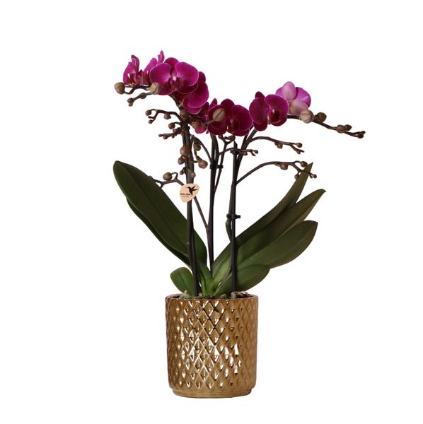 Orchidées colibris | Orchidée Phalaenopsis violette - Morelia + Pot décoratif diamant doré - taille du pot Ø9cm - 35cm haut | plante d'intérieur à fleurs - fraîchement sortie du producteur