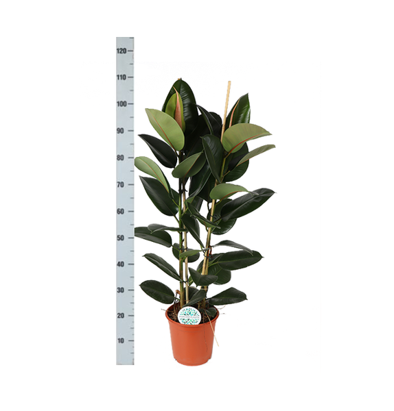 Ficus Elastica Robusta Ø24cm - ↕110cm en pot Boule BLANC