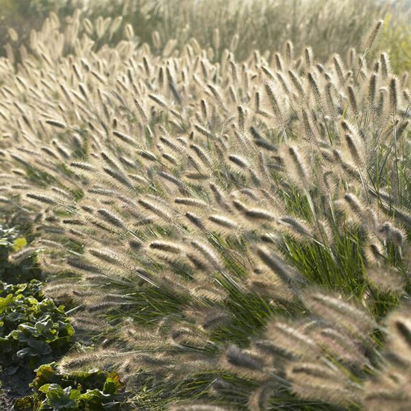 Pennisetum alopecuroides 'Hameln' - ↕10-25cm - Ø9cm - 60x