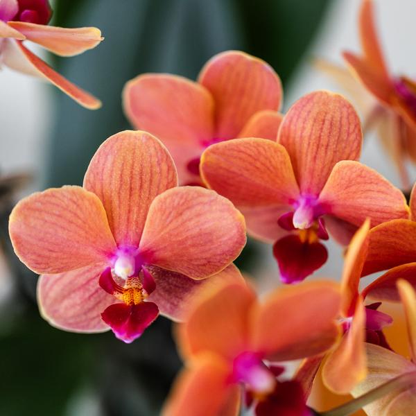 Compagnie des Colibris | Coffret Nature Sauvage | Ensemble de plantes avec orchidées Phalaenopsis rouges et plantes succulentes, avec pots décoratifs en céramique.