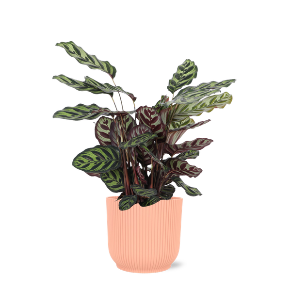Calathea Makoyana Ø21cm - ↕70cm in Vibes ROZE pot