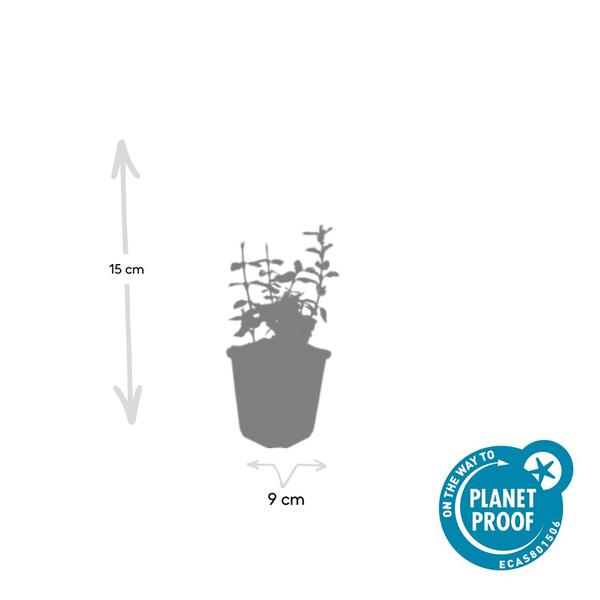 Forteresse d'Euonymus. 'Arlequin' - ↕10-25cm - Ø9cm - 12x