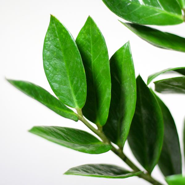 Zamioculcas Zamiifolia avec Panier Lisbonne noir - 80cm - Ø21