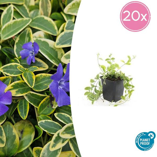 Vinca mineure 'Aureovariegata' - ↕10-25cm - Ø9cm - 20x