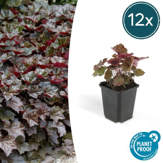 Heuchera mic. 'Palace Purple' - ↕10-25cm - Ø9cm - 12x