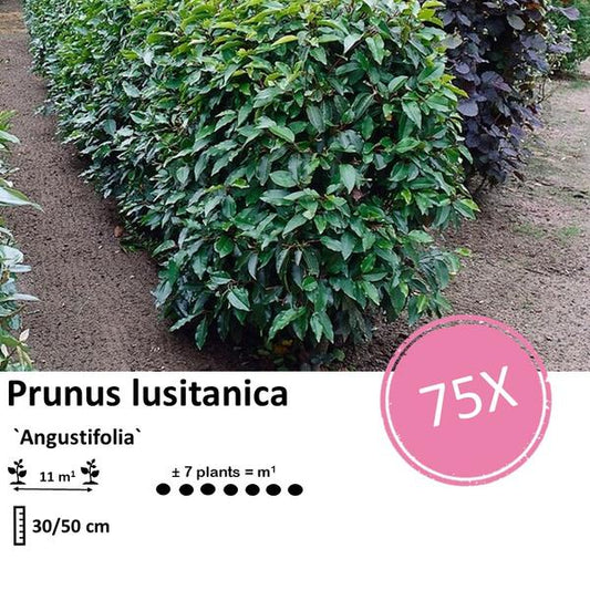 Prunus lusitanica 'Angustifolia' - ↕30-50cm - racine nue - 75x
