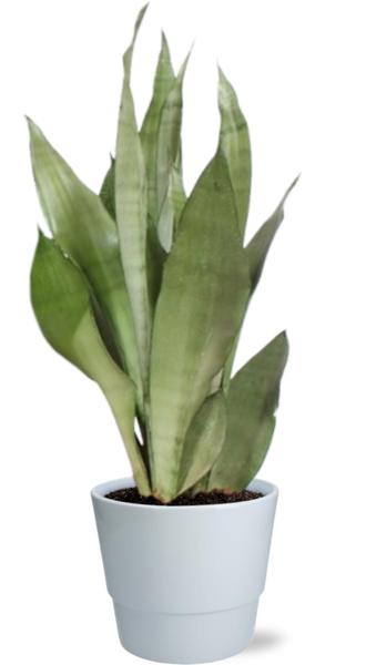 Sansevieria Moonshine - Ø17cm - ↕60cm + Pot Basic D18x15cm - Wit