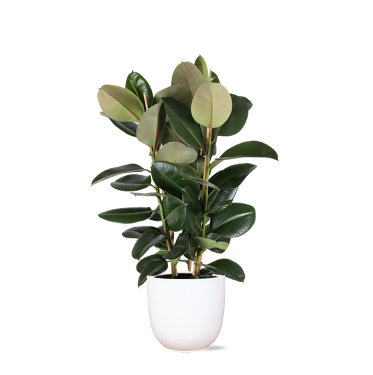Ficus Elastica Robusta Ø27cm - ↕115cm in Boule WIT pot
