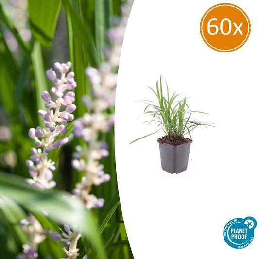 Liriope muscari 'Monroe White' - ↕10-25cm - Ø9cm - 60x
