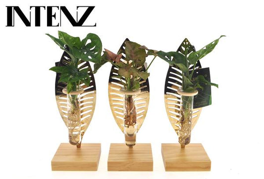 Kamerplanten Mix In Verona Glas - Ø7cm - ↕10cm