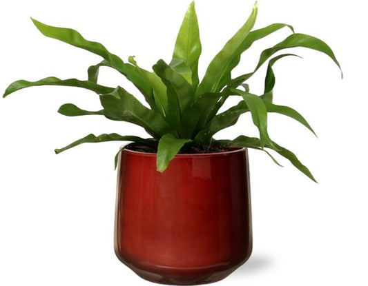 Asplenium Antiquum - Ø12cm - ↕25cm +  Puglia Pot D13/14,5x13,5cm - Rood