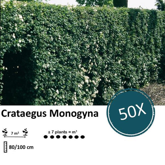 Crataegus Monogyna - Bare root - 80/100 - 50x