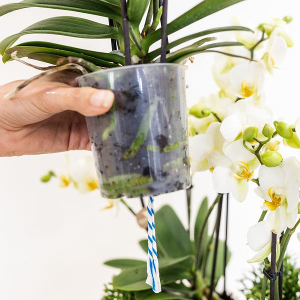 Orchidées colibris | plante blanche dans un panier en coton avec réservoir d'eau | trois orchidées blanches Lausanne 9cm et trois plantes vertes | Jungle Bouquet blanc avec réservoir d'eau autonome